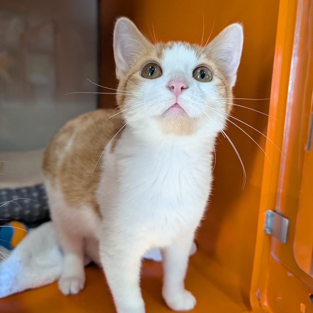 Enlarge Leaf, a Adoptable Domestic Short Hair in Cape Girardeau, MO image 2/5