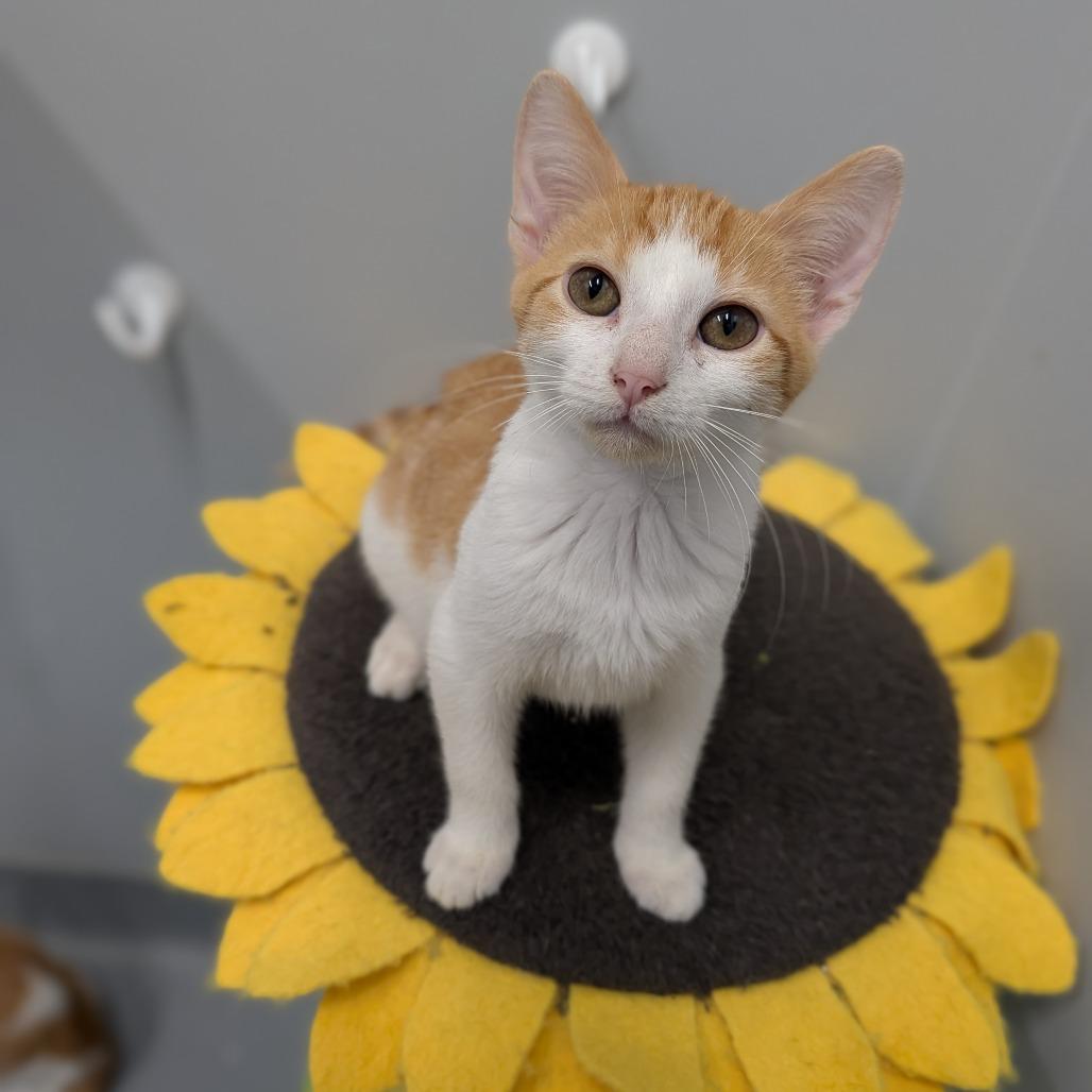 Leaf, a Adoptable Domestic Short Hair in Cape Girardeau, MO image 1/3