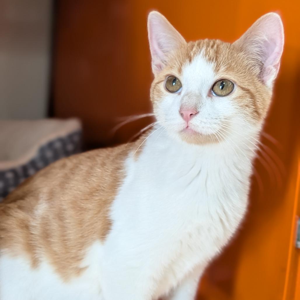 Enlarge Leaf, a Adoptable Domestic Short Hair in Cape Girardeau, MO image 3/5