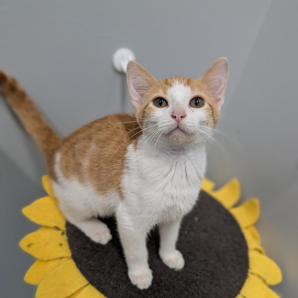 Leaf, a Adoptable Domestic Short Hair in Cape Girardeau, MO image 2/3