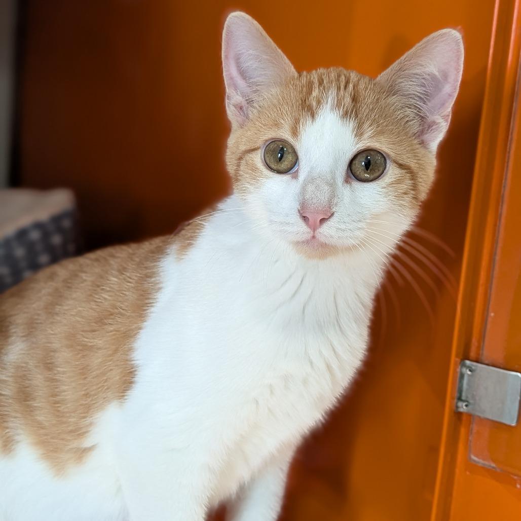 Enlarge Leaf, a Adoptable Domestic Short Hair in Cape Girardeau, MO image 1/5