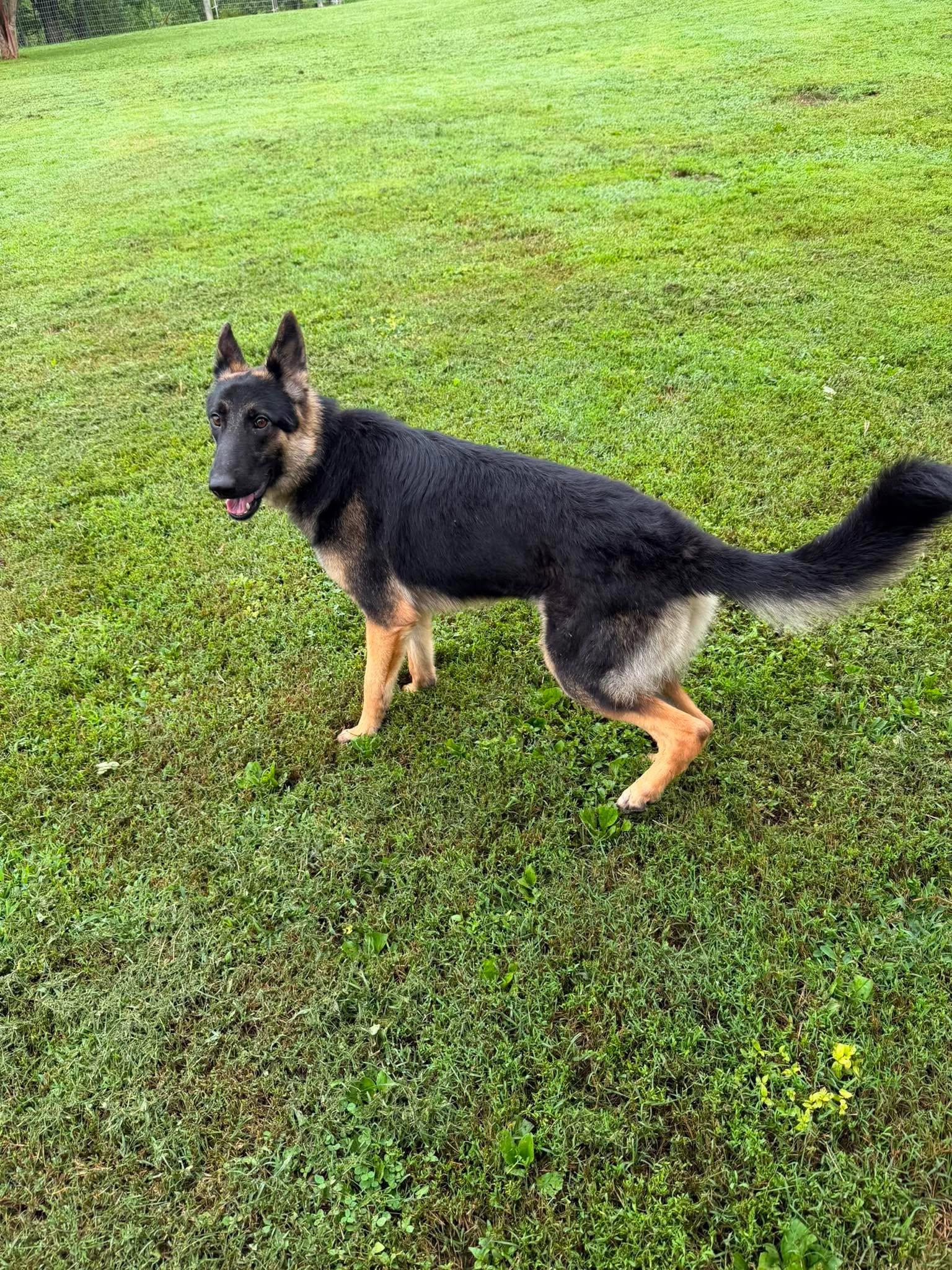 Enlarge Sasha (8-10mo), an adopted German Shepherd Dog in Greeneville, TN image 3/6