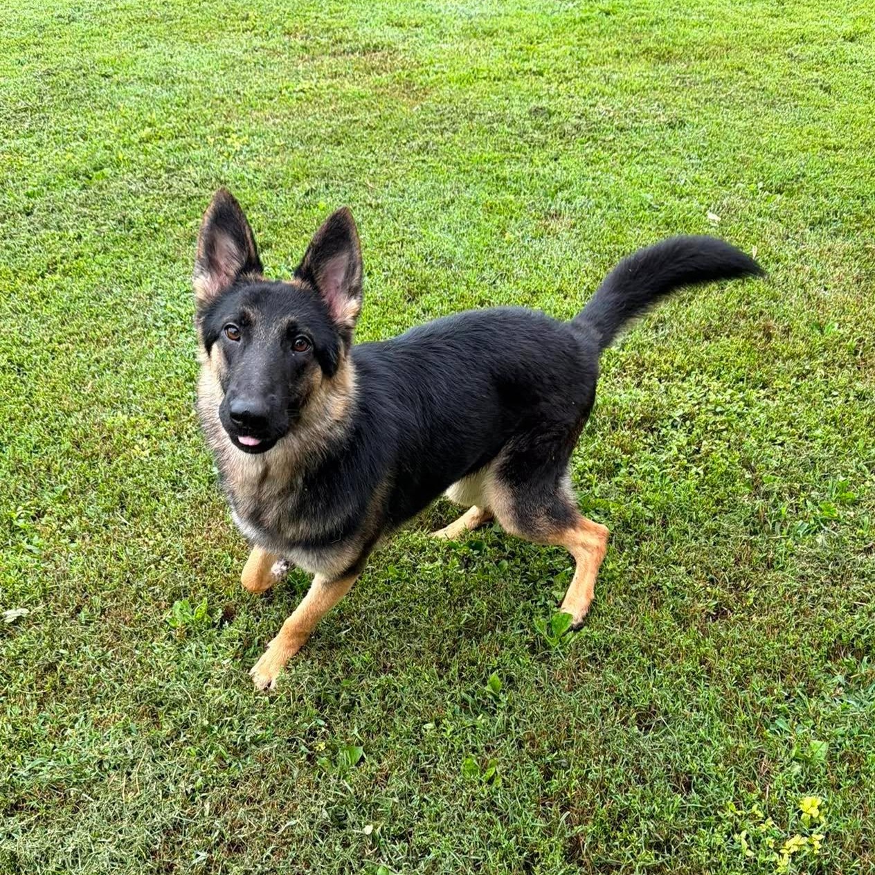 Sasha (8-10mo), adopted, Young Female German Shepherd Dog.