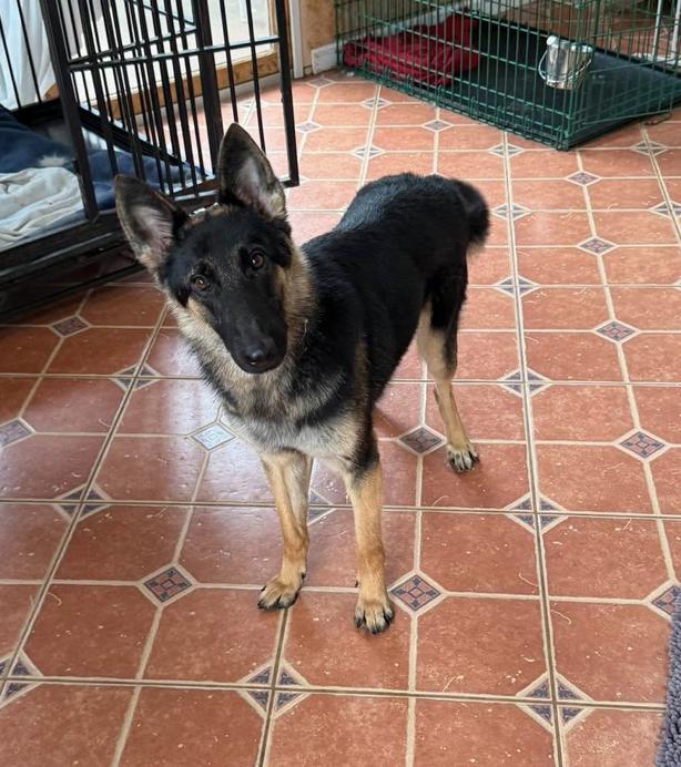 Enlarge Sasha (8-10mo), an adopted German Shepherd Dog in Greeneville, TN image 4/6