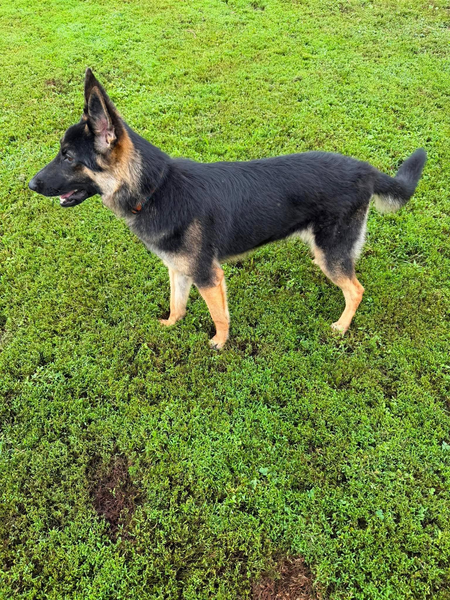 Enlarge Sasha (8-10mo), an adopted German Shepherd Dog in Greeneville, TN image 2/6