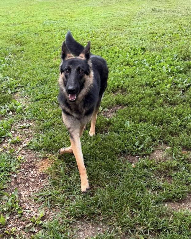 Enlarge Sasha (8-10mo), an adopted German Shepherd Dog in Greeneville, TN image 5/6