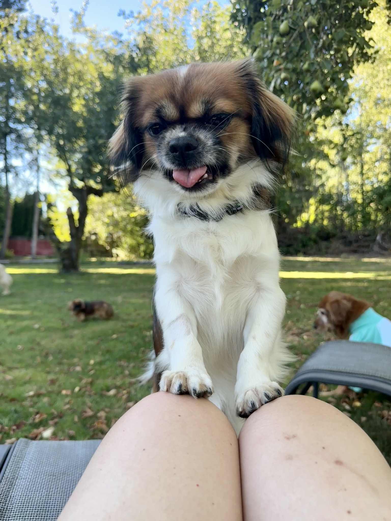 Enlarge L E O, a Adopted Japanese Chin in Abbotsford, BC image 1/6