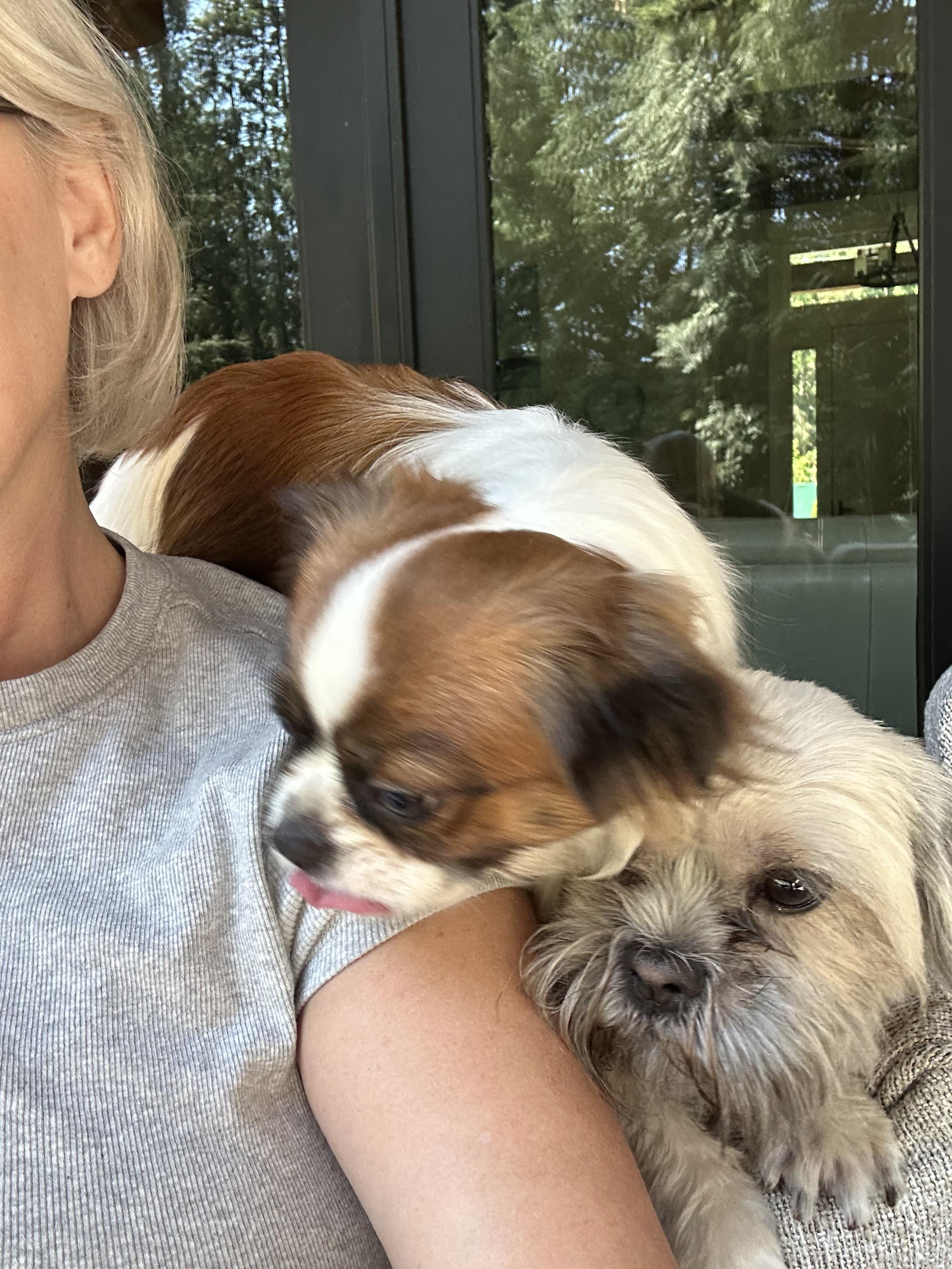 Enlarge L E O, a Adopted Japanese Chin in Abbotsford, BC image 2/6