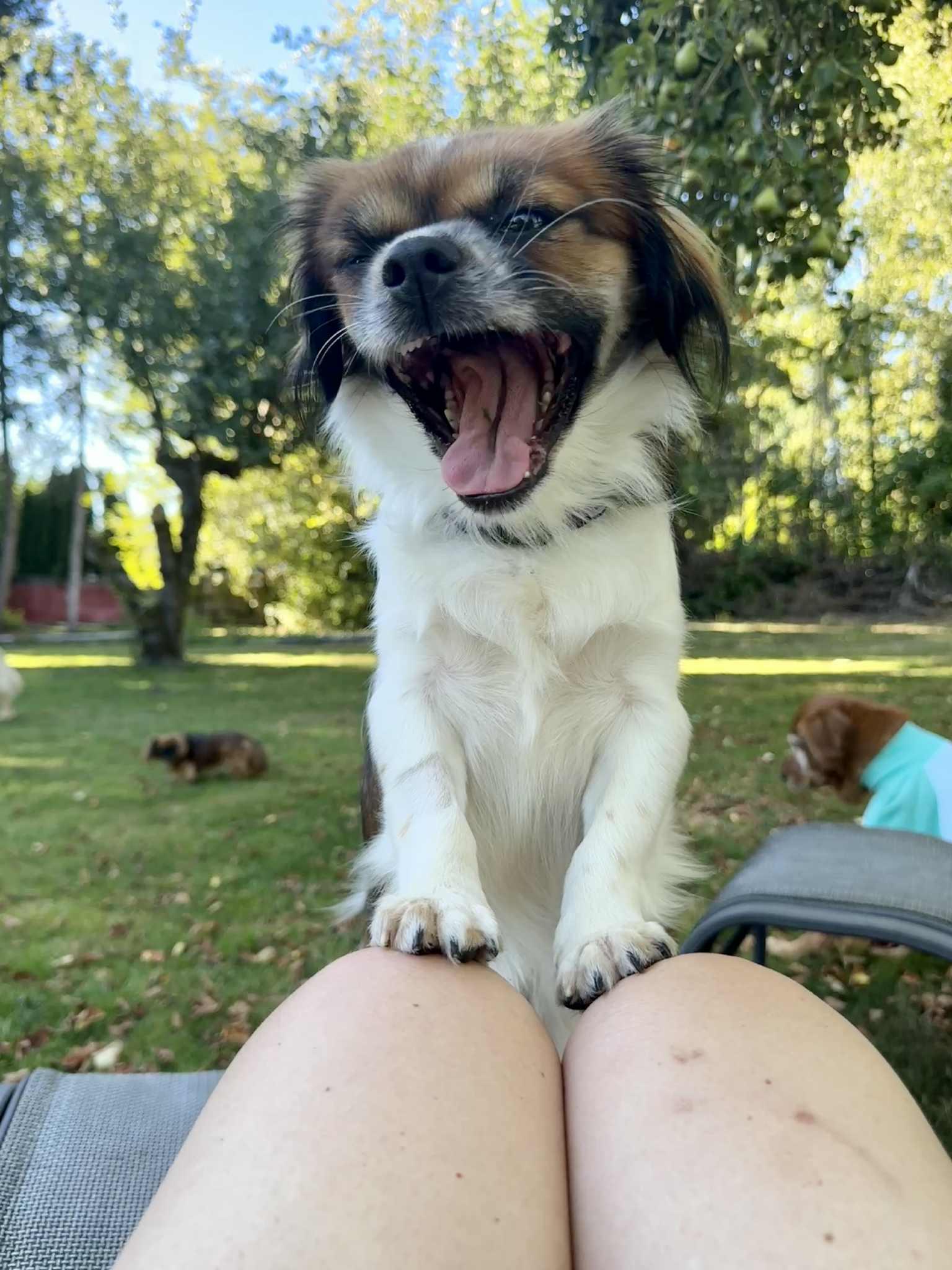 Enlarge L E O, a Adopted Japanese Chin in Abbotsford, BC image 4/6