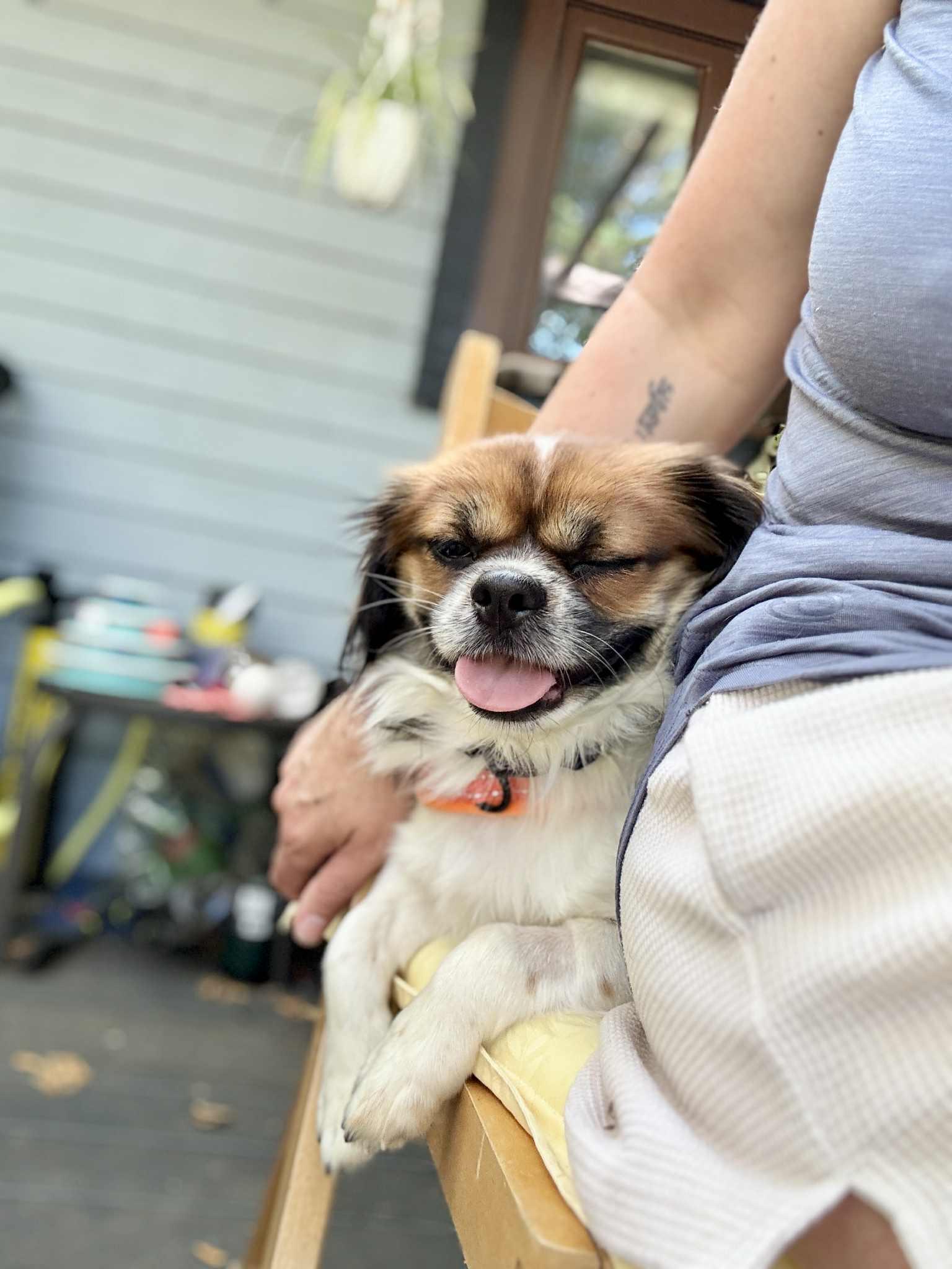 Enlarge L E O, a Adopted Japanese Chin in Abbotsford, BC image 5/6