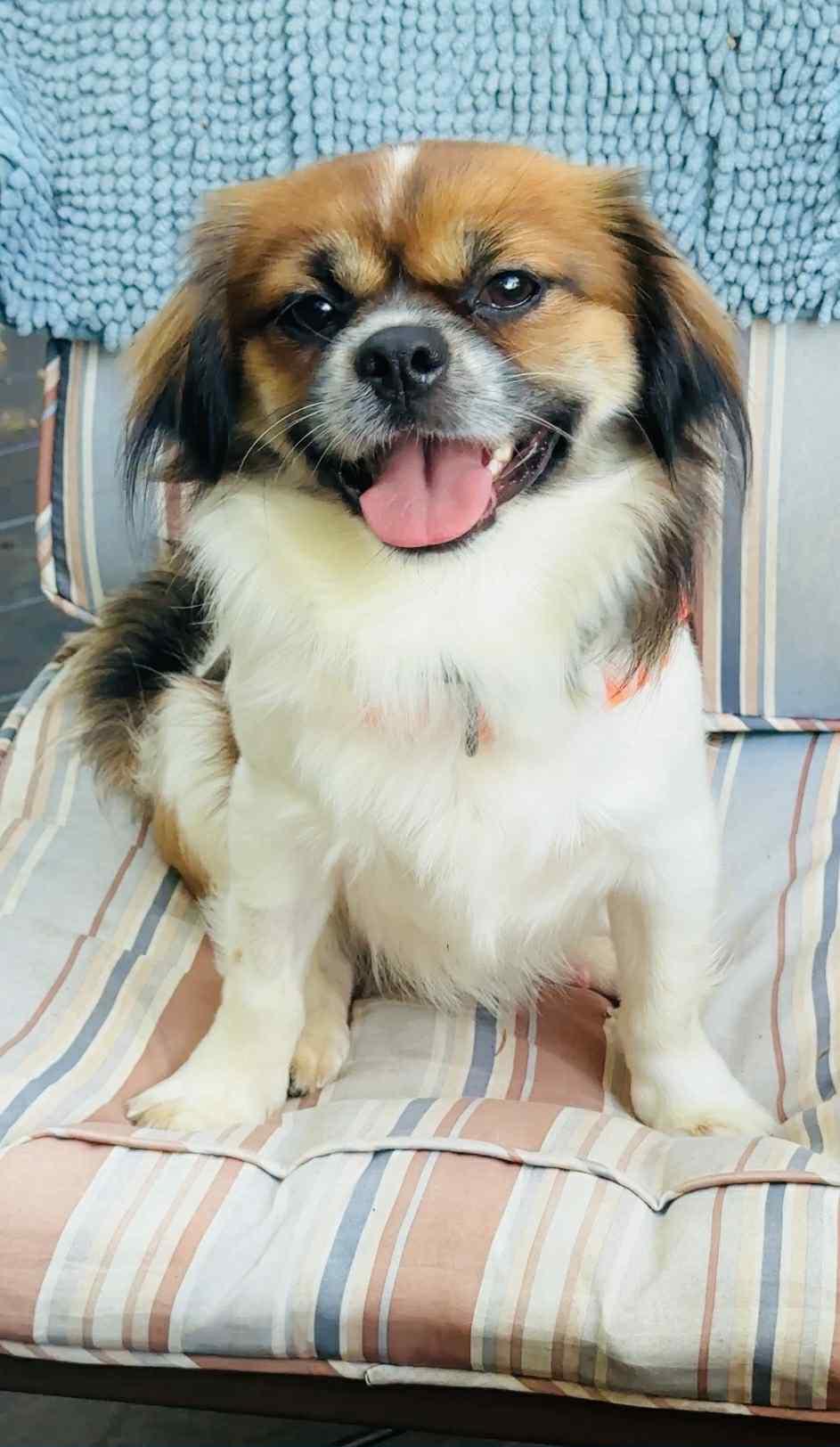 Enlarge L E O, a Adopted Japanese Chin in Abbotsford, BC image 6/6