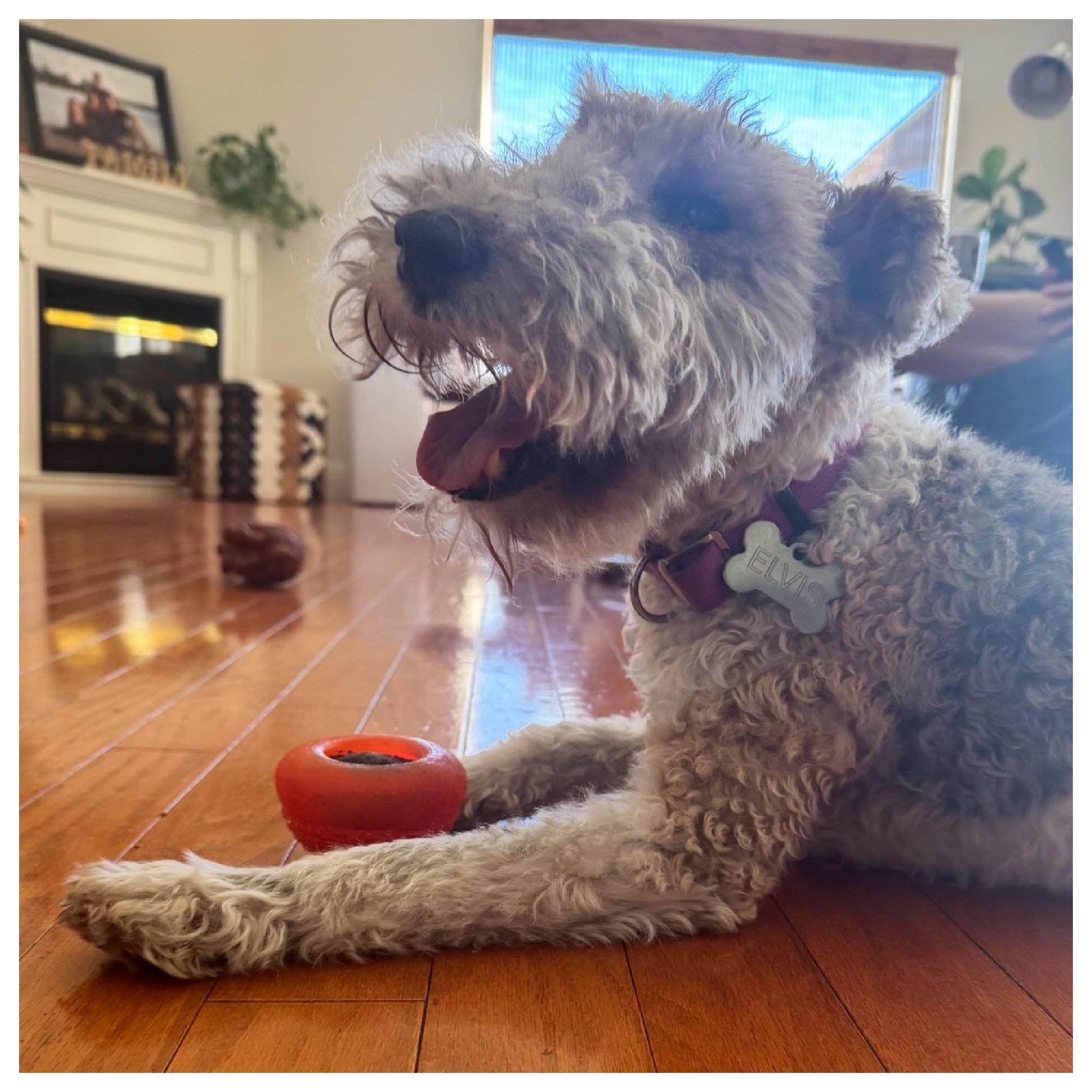 Elvis, Adoptable, Senior Male Wirehaired Terrier.