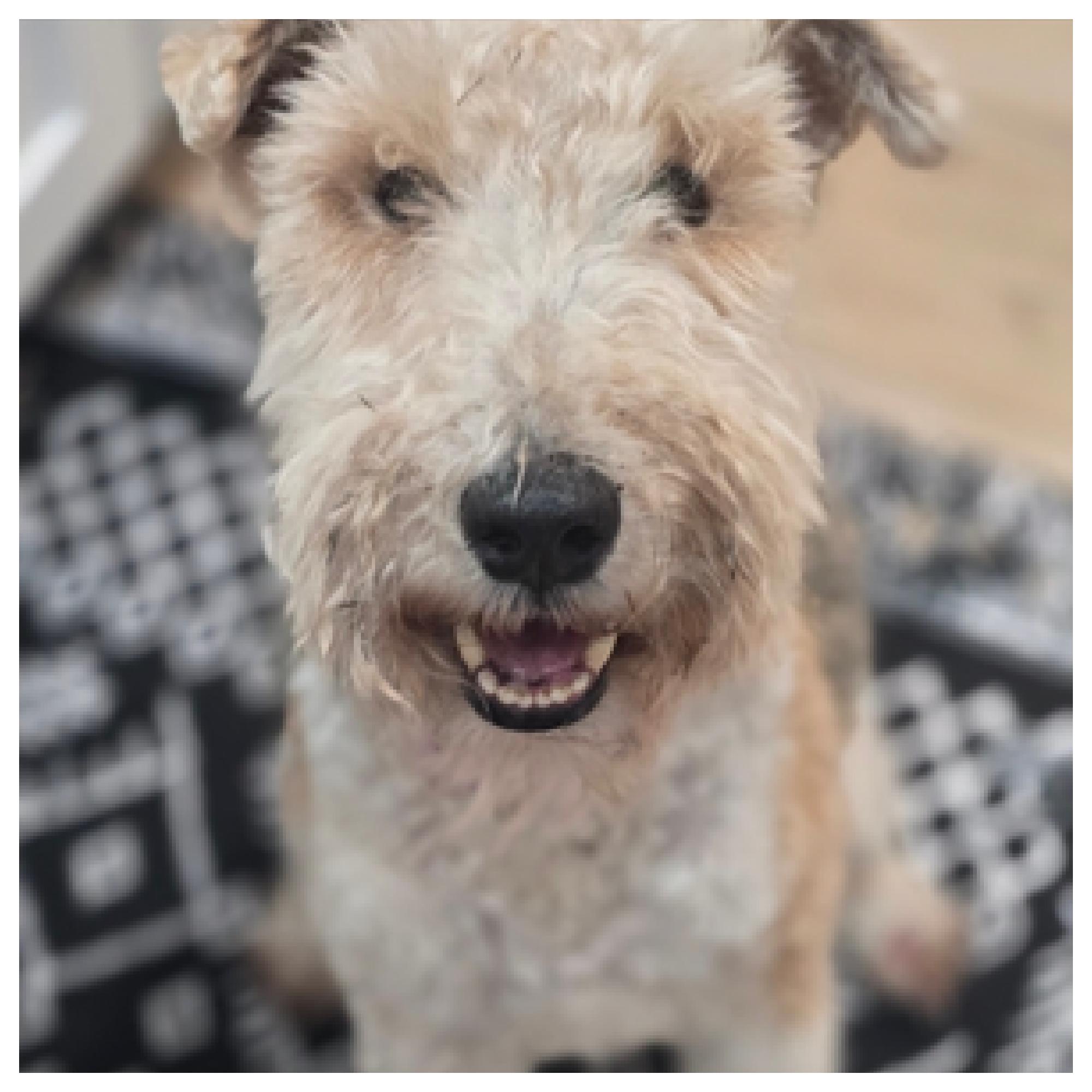 Elvis, a Adoptable mixed breed in Eustis, FL image 2/5