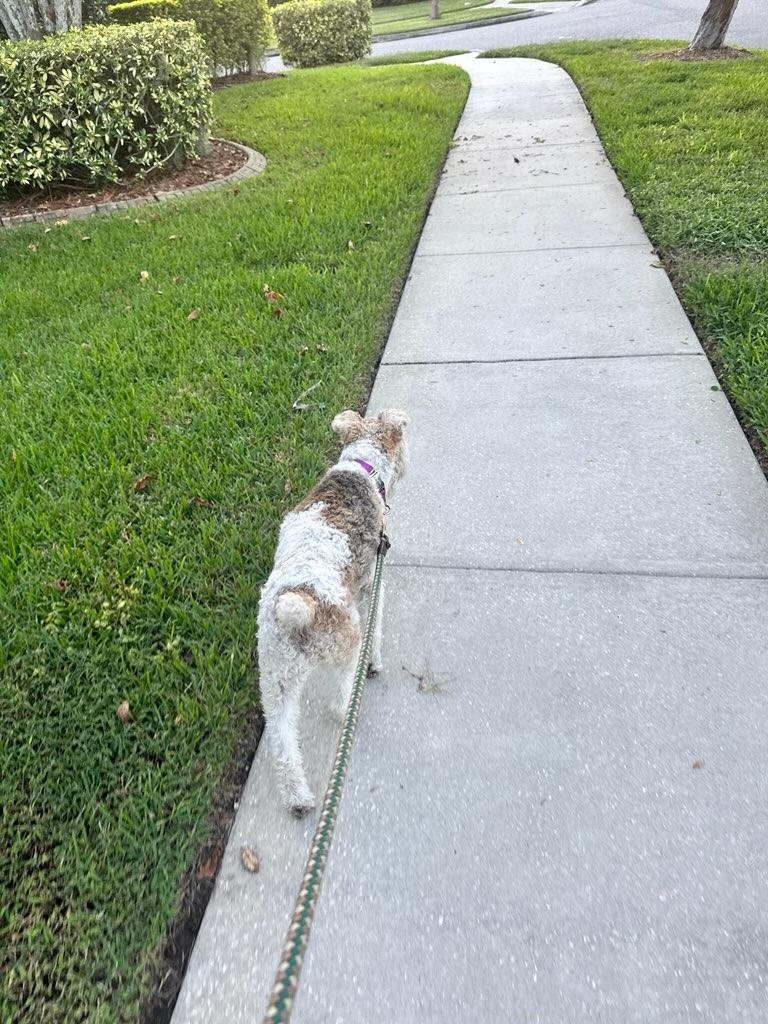 Elvis, a Adoptable mixed breed in Eustis, FL image 3/5