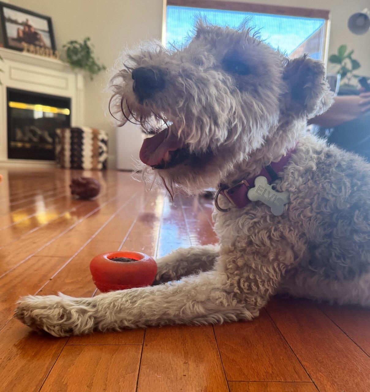 Elvis, a Adoptable mixed breed in Eustis, FL image 4/5