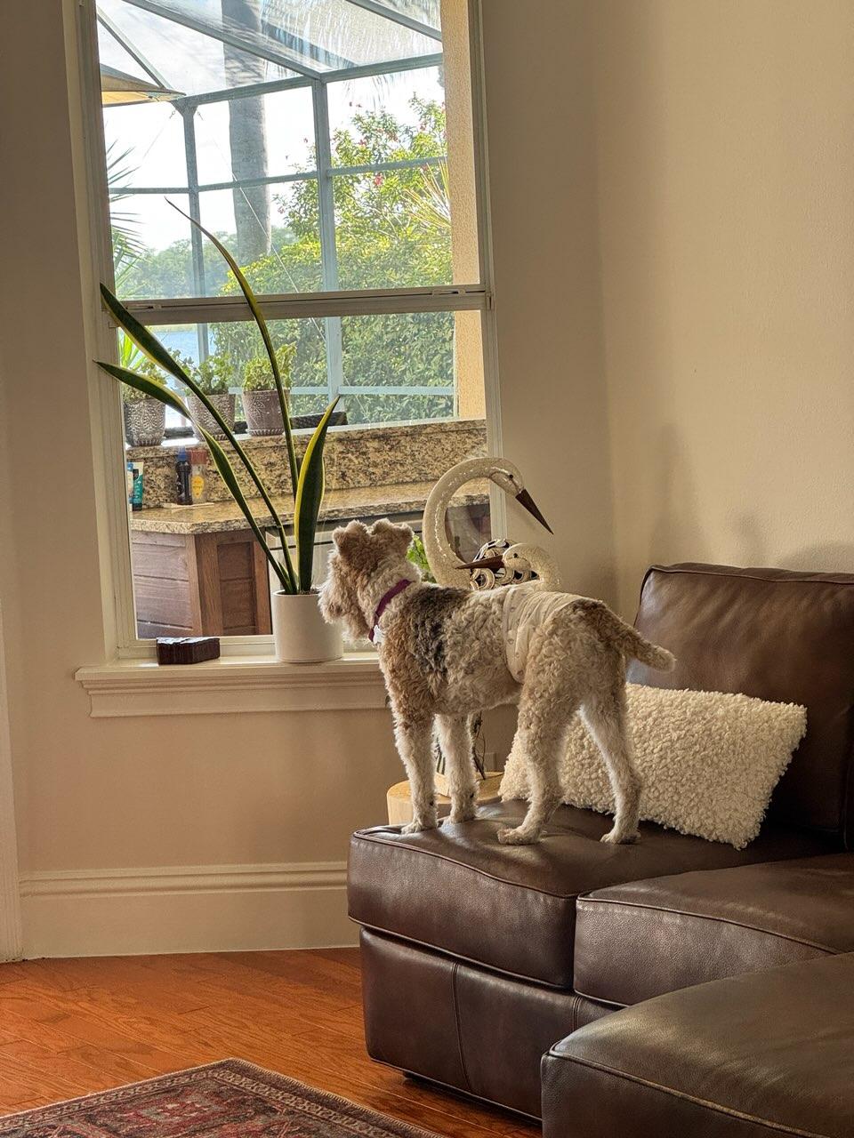 Elvis, a Adoptable mixed breed in Eustis, FL image 5/5