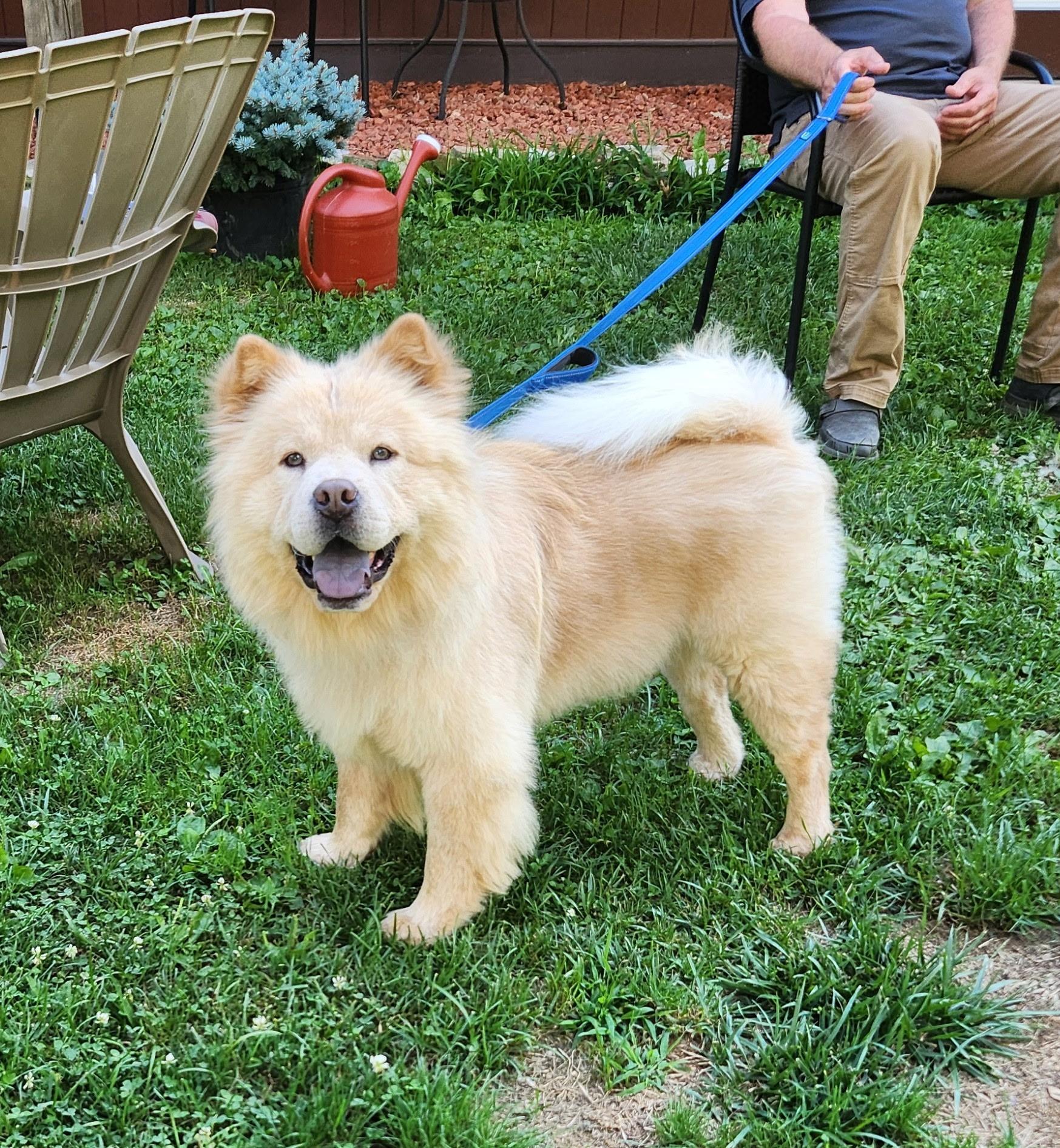 SAMI, ADOPTABLE, Adult Male Chow Chow.