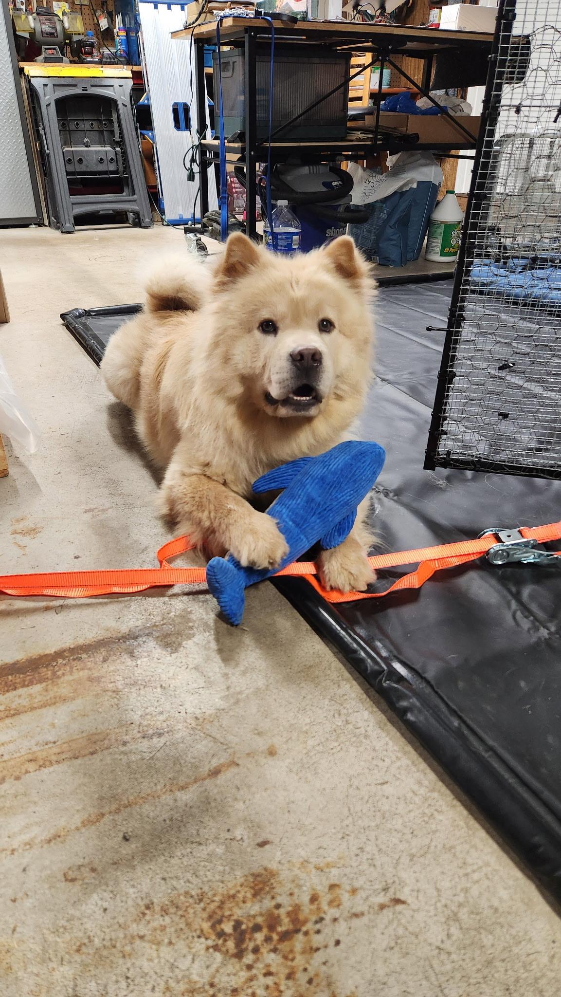 Enlarge SAMI, a ADOPTABLE Chow Chow in Harrisburg, PA image 2/6