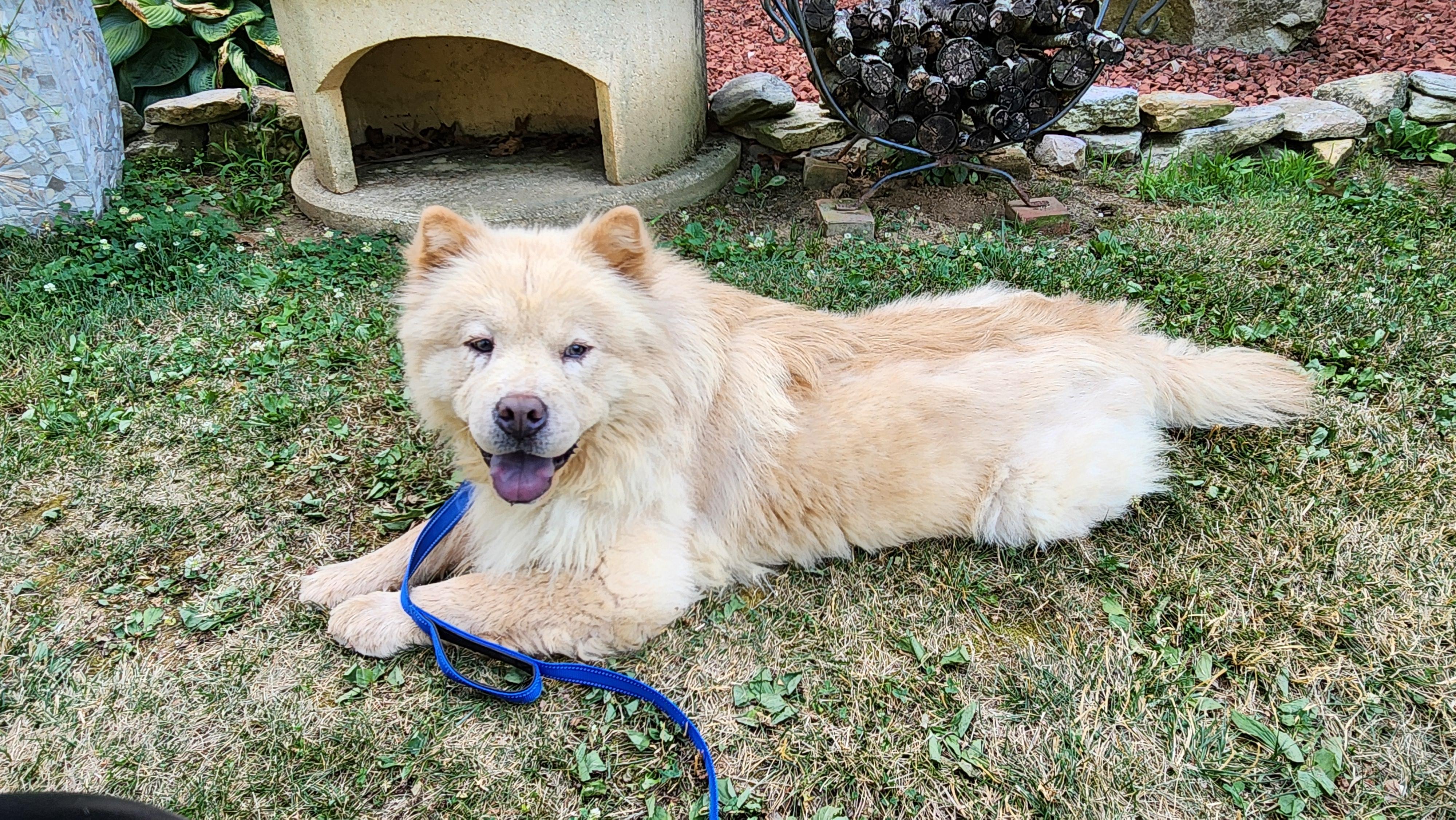 Enlarge SAMI, a ADOPTABLE Chow Chow in Harrisburg, PA image 5/6