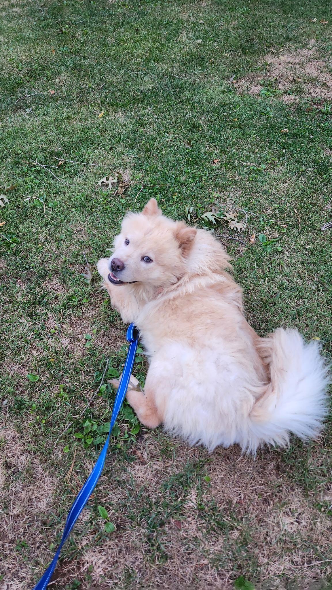 Enlarge SAMI, a ADOPTABLE Chow Chow in Harrisburg, PA image 3/6