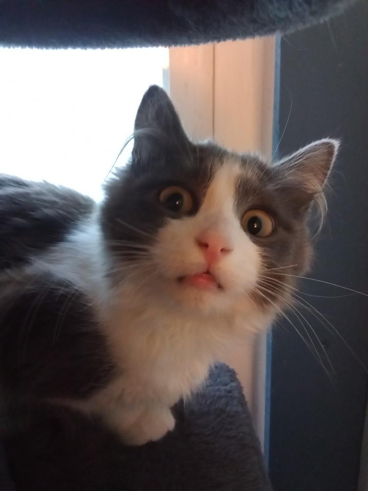 Maths: Hypotenuse (Hyp) - part of bonded pair, Adoptable, Kitten Female Domestic Short Hair.