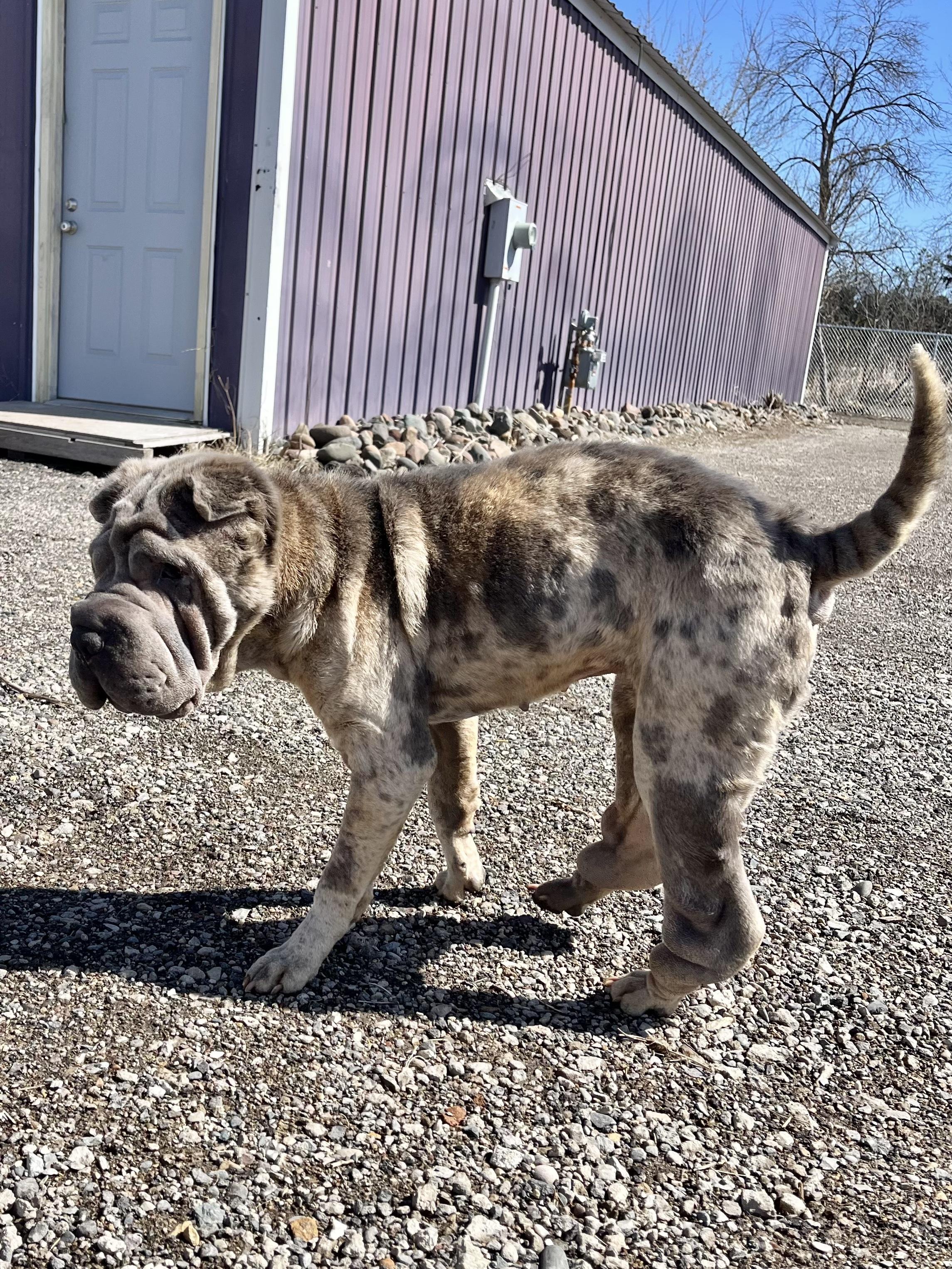 Enlarge Moira, a ADOPTABLE Shar-Pei in Blaine, MN image 5/6