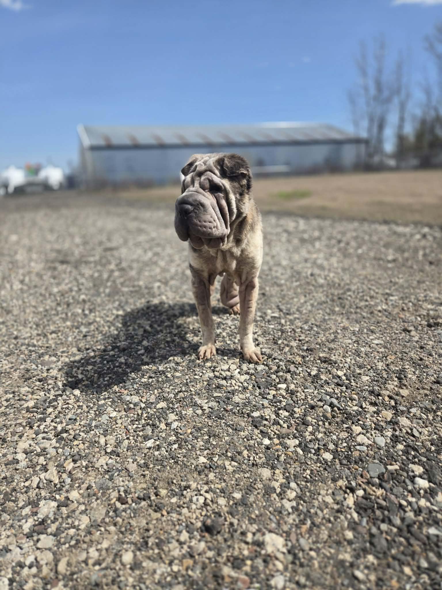 Enlarge Moira, a ADOPTABLE Shar-Pei in Blaine, MN image 2/6