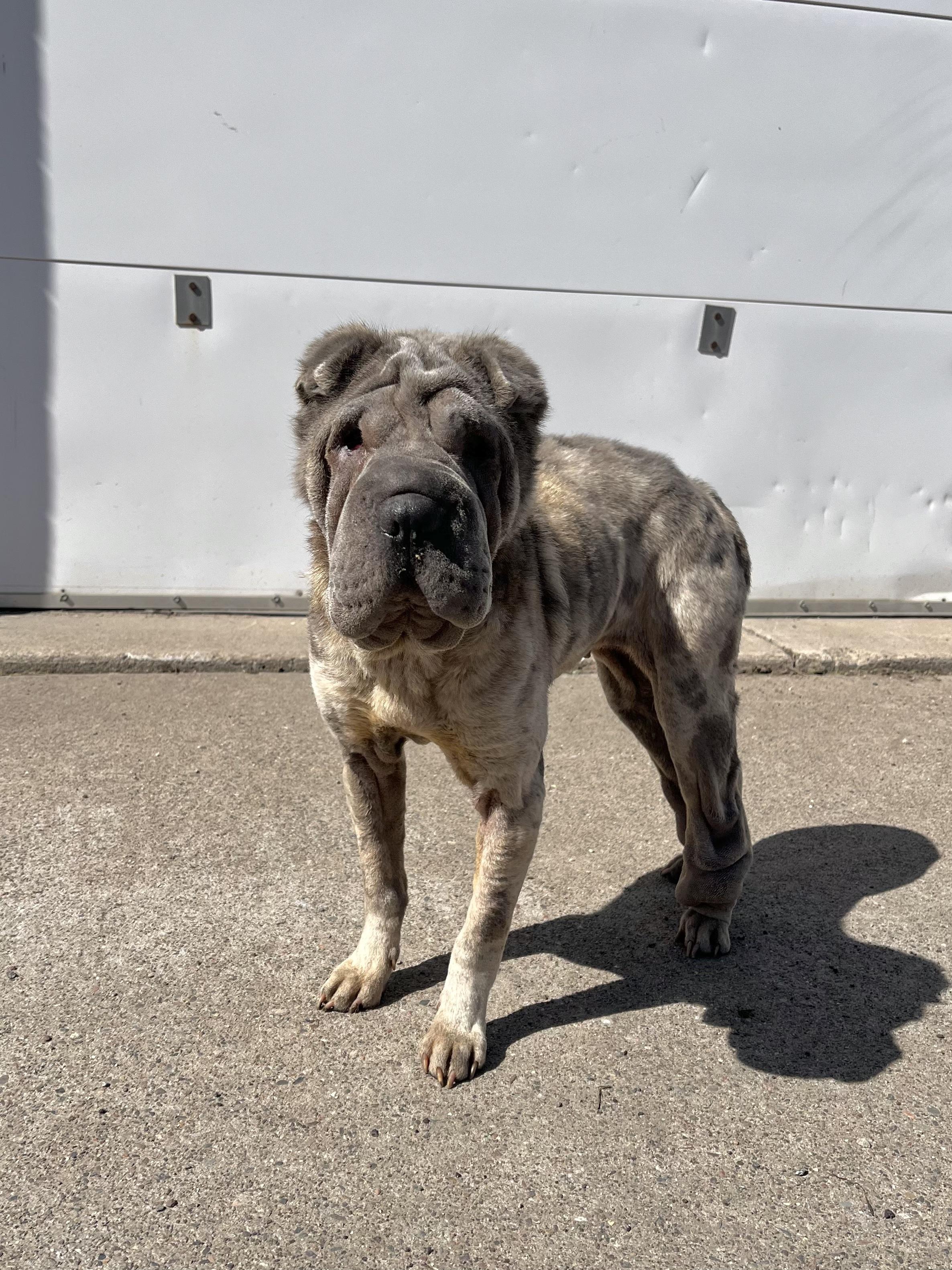 Enlarge Moira, a ADOPTABLE Shar-Pei in Blaine, MN image 6/6