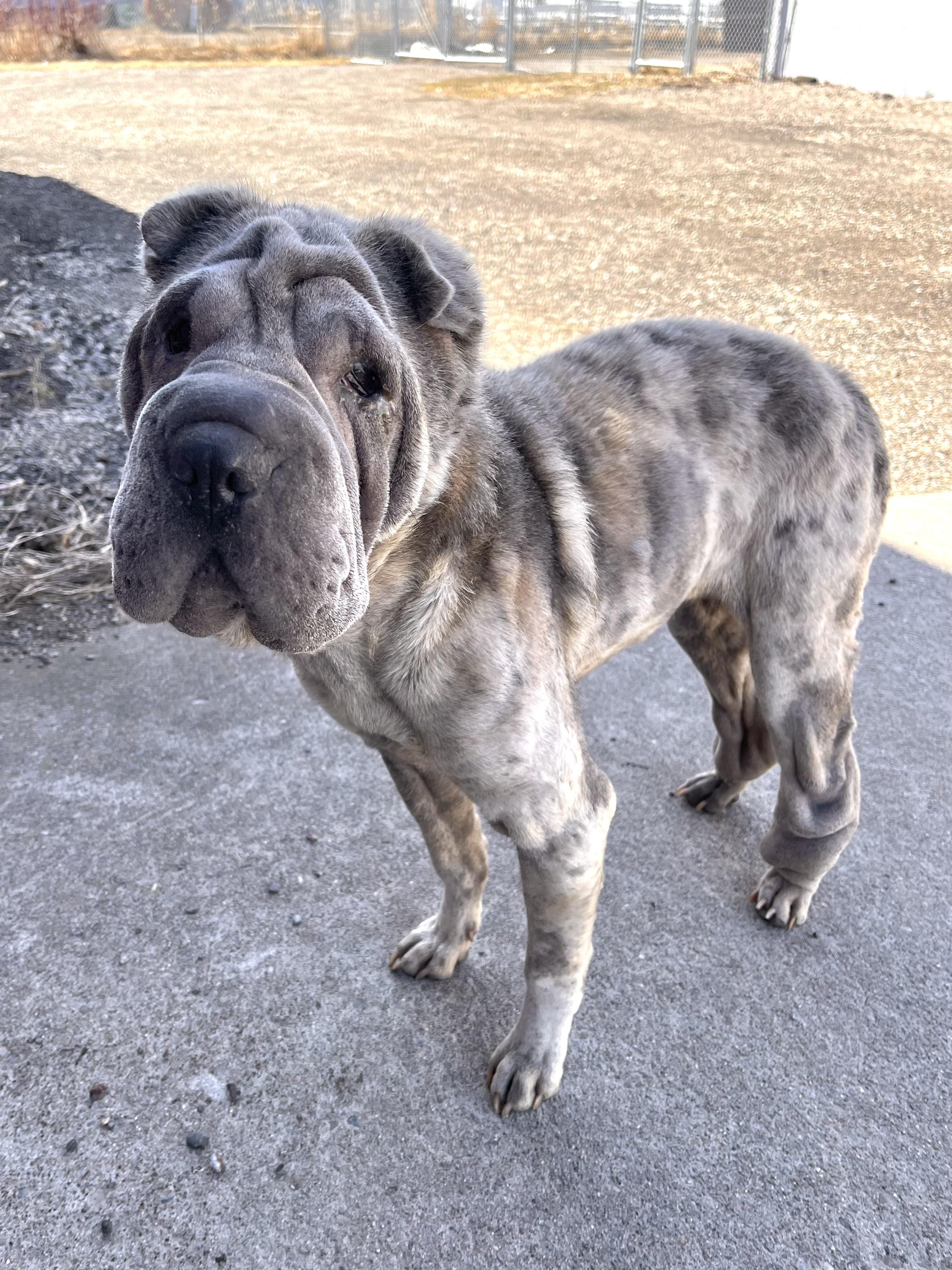 Moira, ADOPTABLE, Adult Female Shar-Pei.