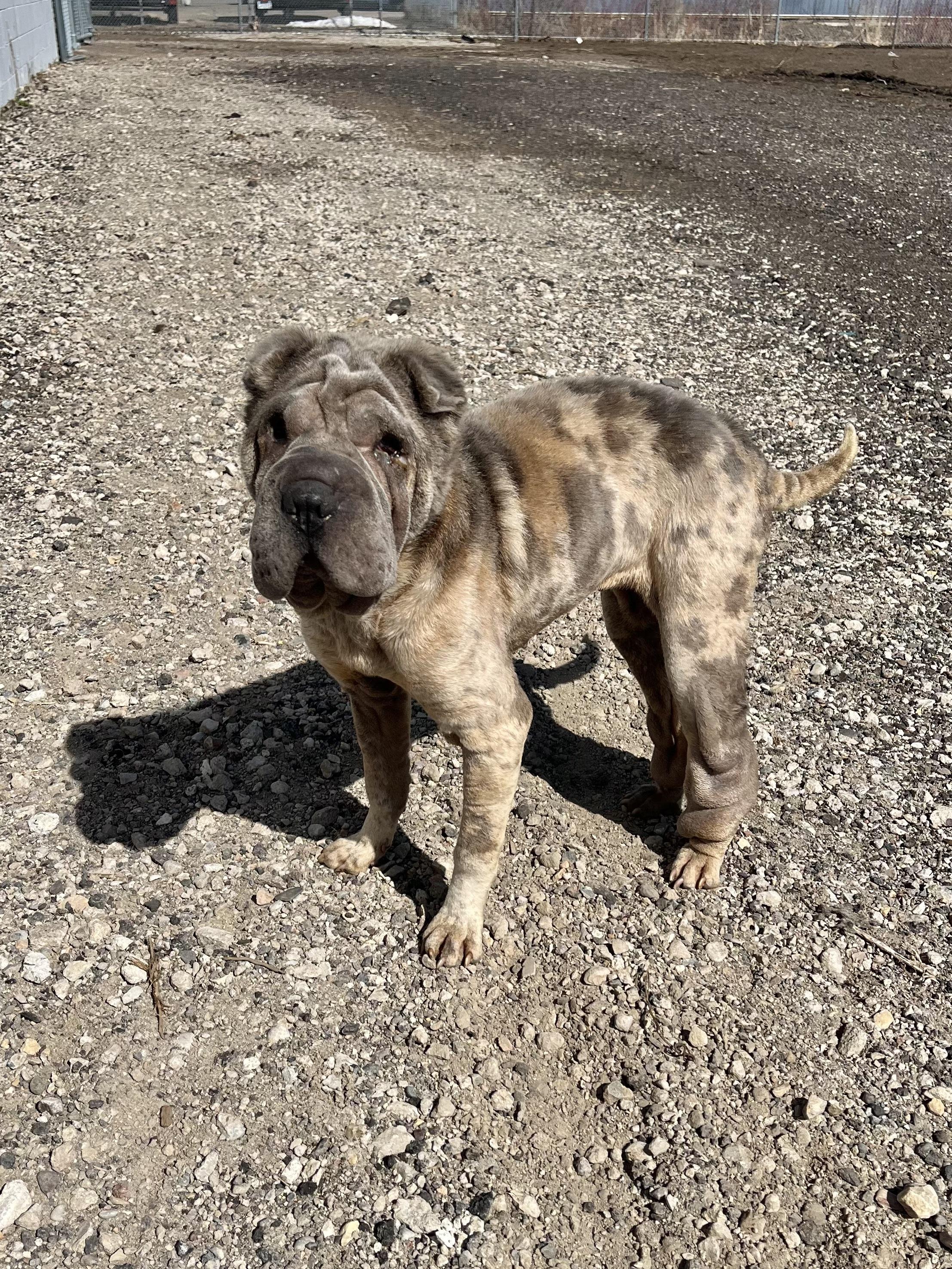 Enlarge Moira, a ADOPTABLE Shar-Pei in Blaine, MN image 3/6
