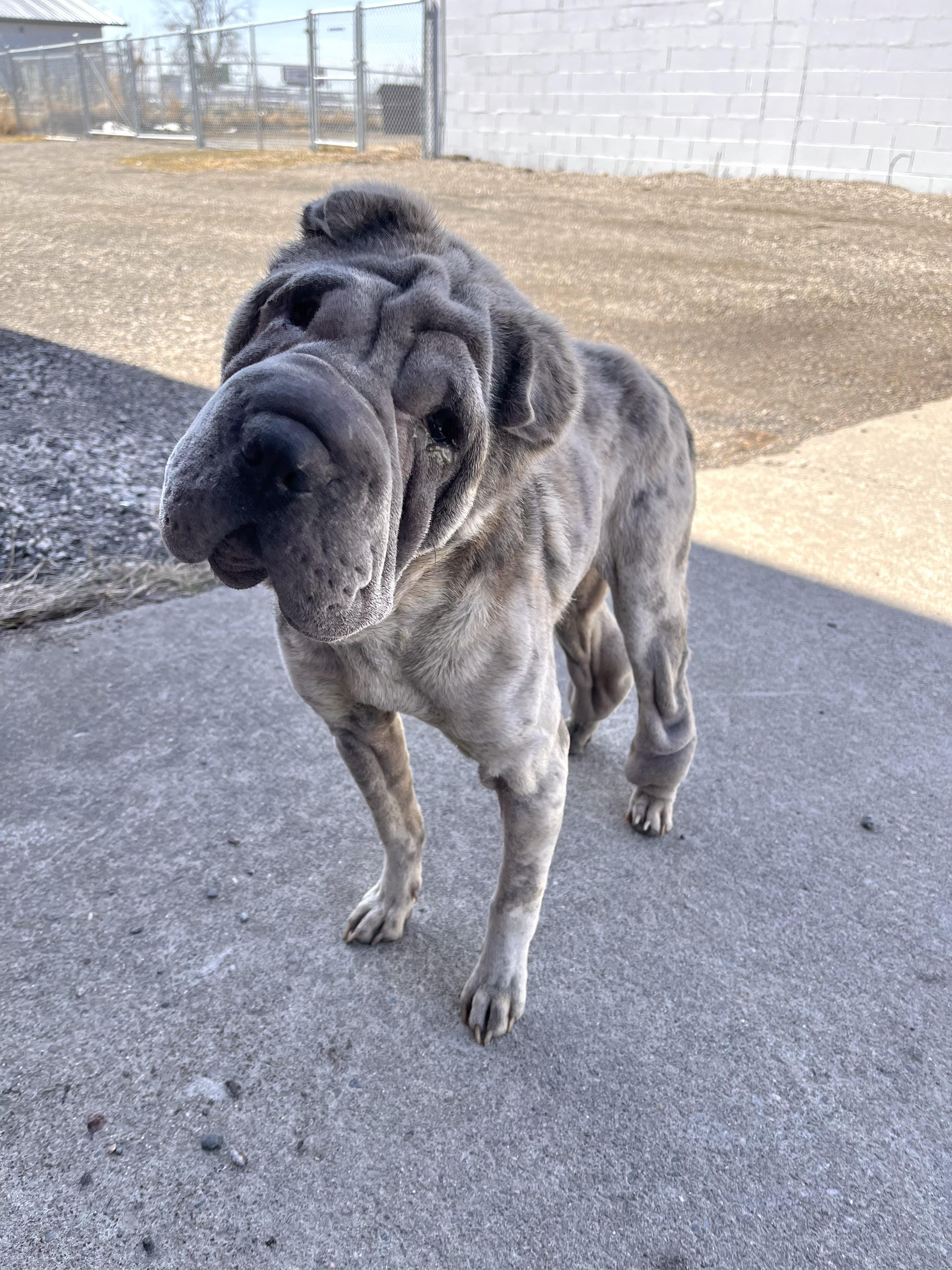 Enlarge Moira, a ADOPTABLE Shar-Pei in Blaine, MN image 4/6
