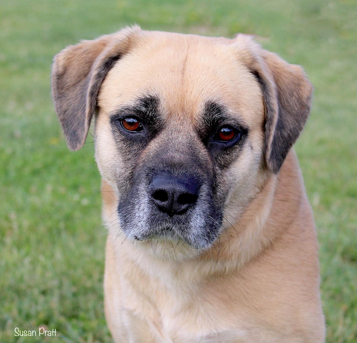 Enlarge Cissy Loucil Louise, a ADOPTABLE mixed breed in Bedford, VA image 1/3