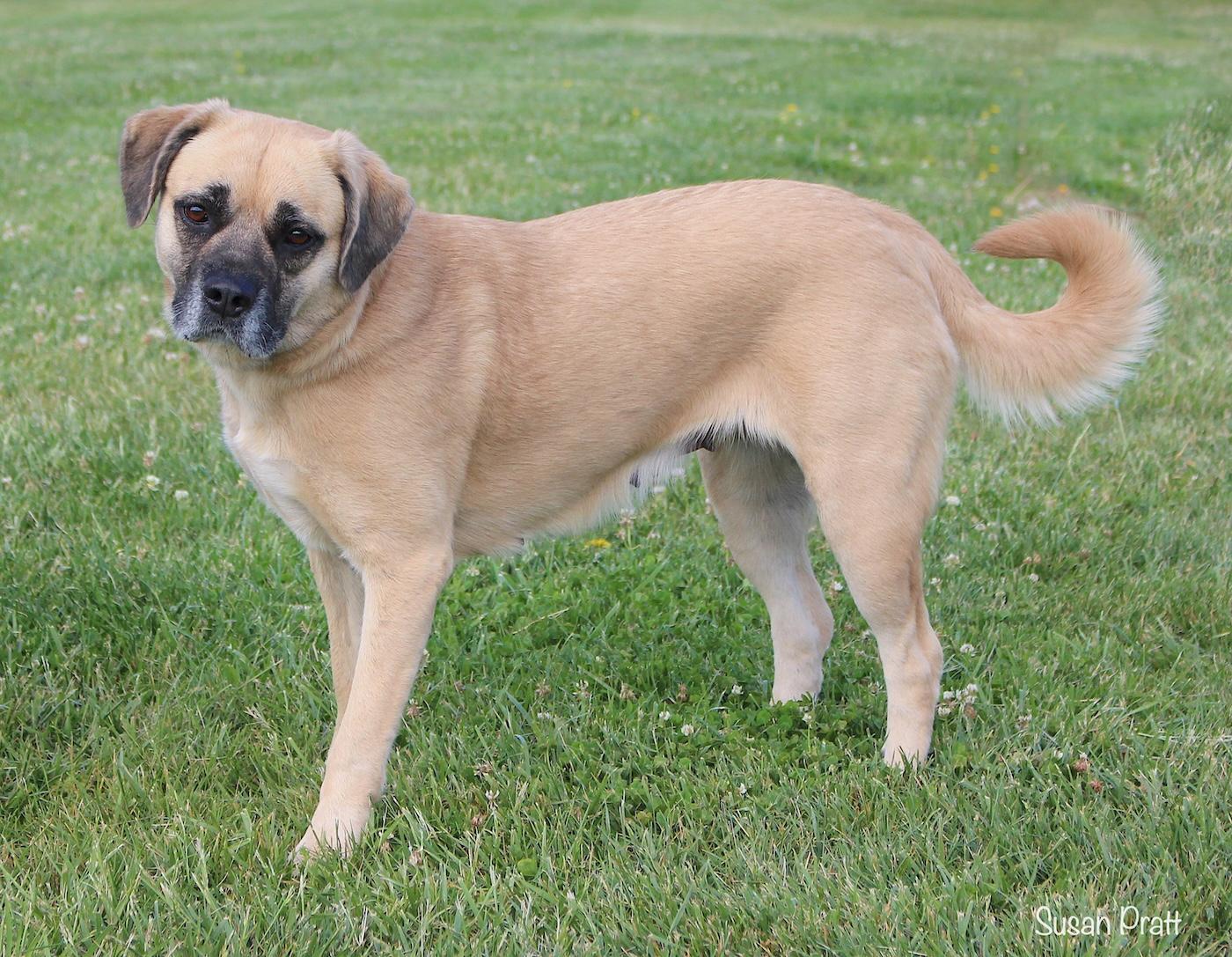 Enlarge Cissy Loucil Louise, a ADOPTABLE mixed breed in Bedford, VA image 2/3
