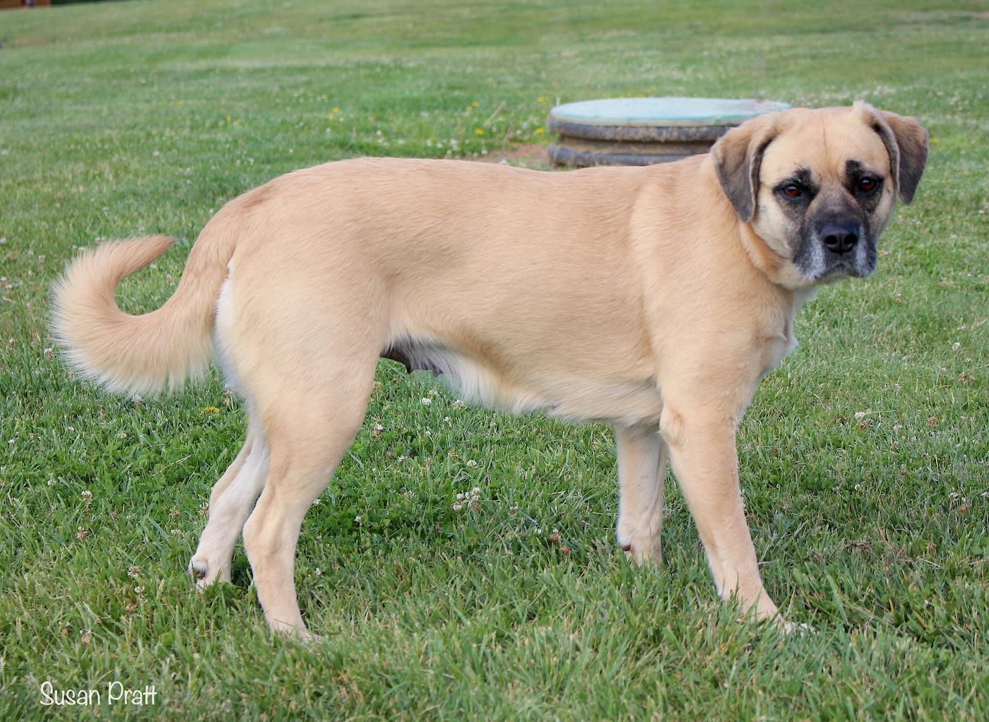 Enlarge Cissy Loucil Louise, a ADOPTABLE mixed breed in Bedford, VA image 3/3