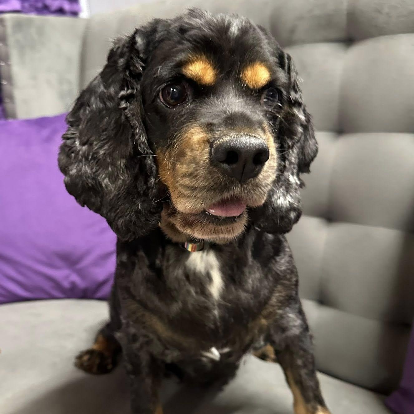 Leona - Foster Home Needed