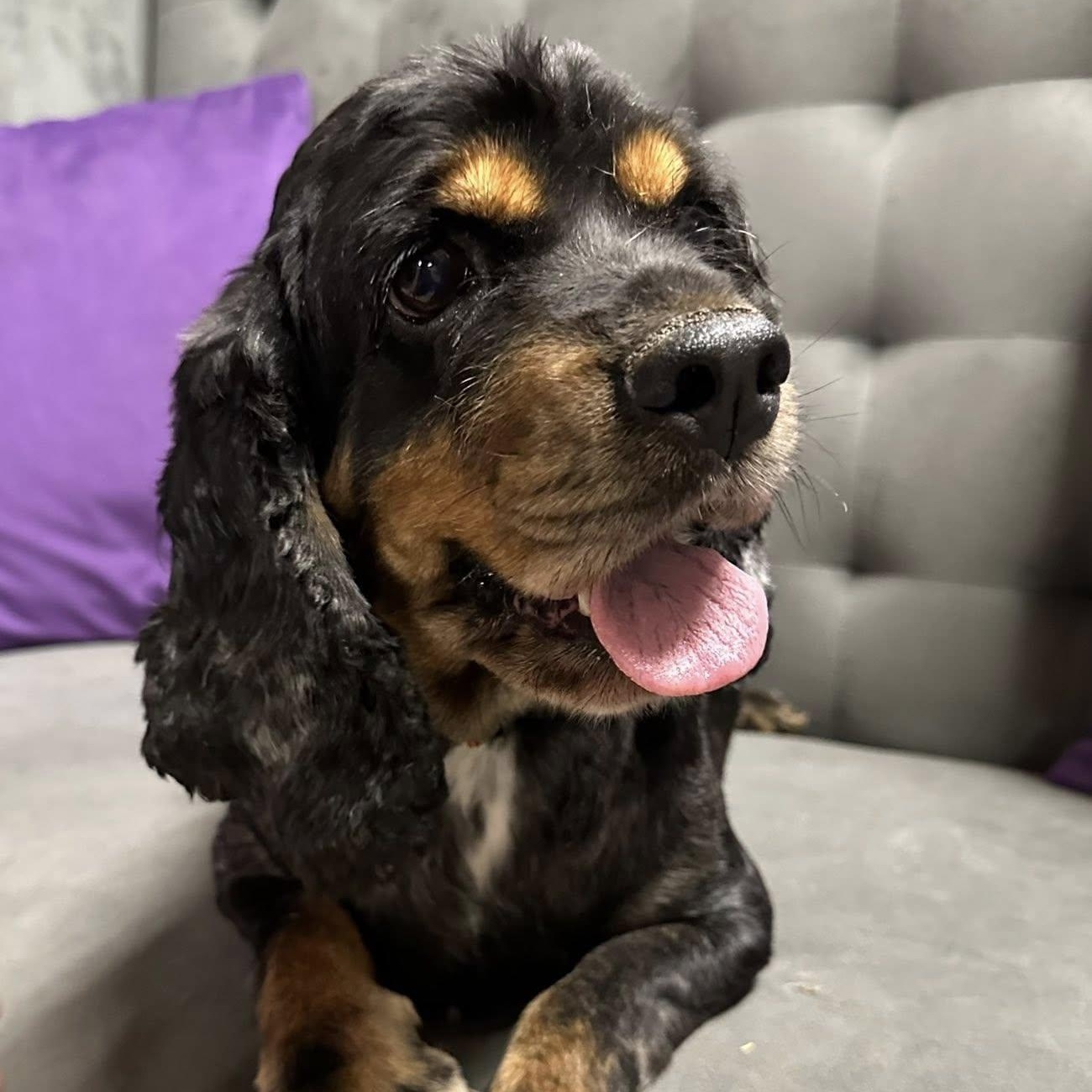 Leona - Foster Home Needed