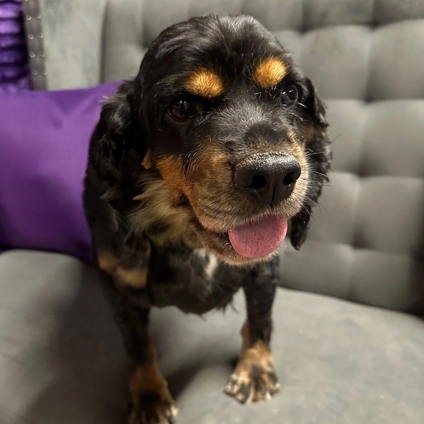 Leona - Foster Home Needed