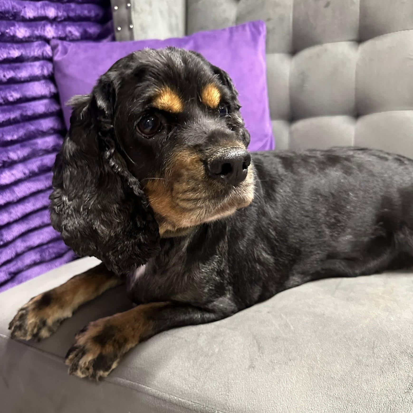 Leona - Foster Home Needed