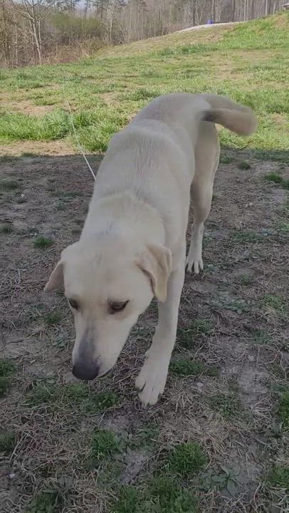 Enlarge Dexter, a Adopted Yellow Labrador Retriever in Stanton, KY video 6/11