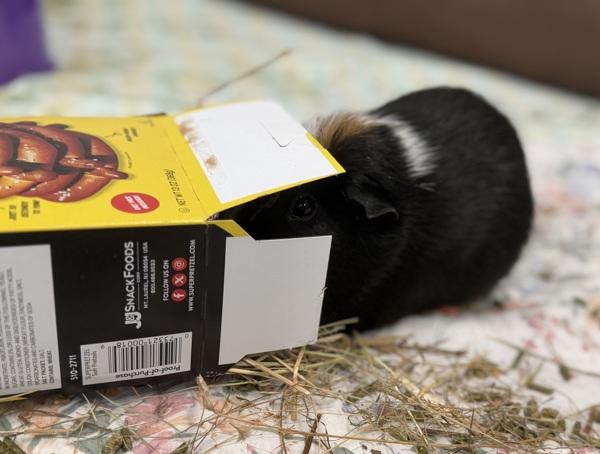 Mango (companion To Maple), Adoptable, Adult Female Guinea Pig.