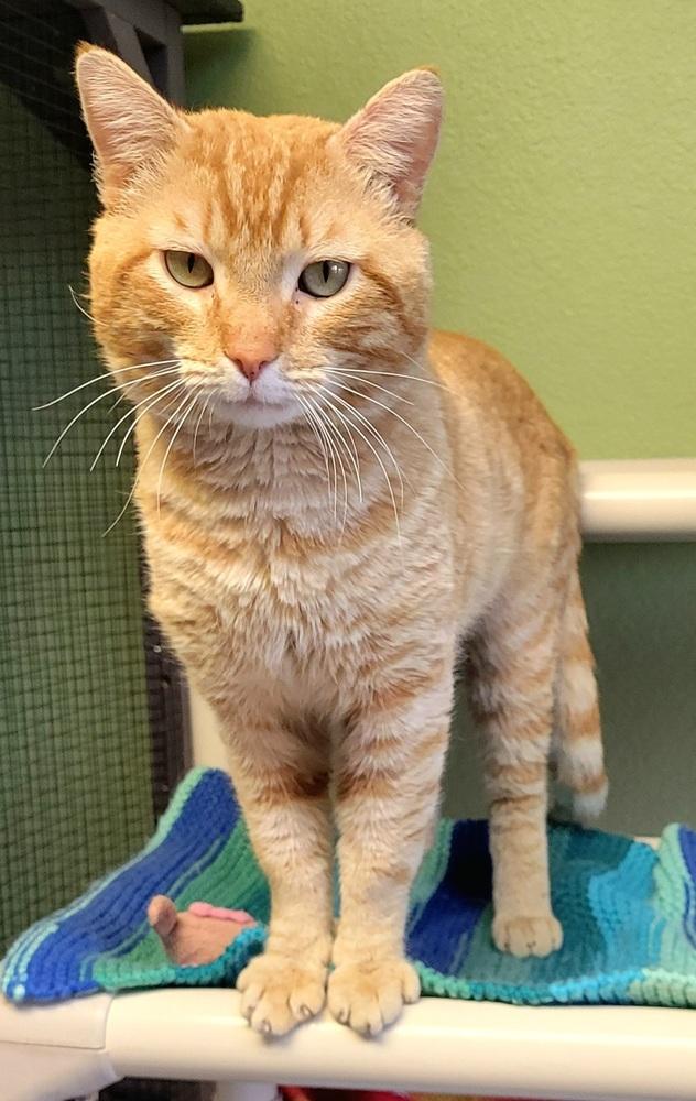 Brick, Adoptable, Adult Male Domestic Short Hair.