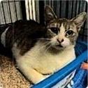 Enlarge Macaroni, a Adoptable Domestic Short Hair in Anoka, MN image 1/1