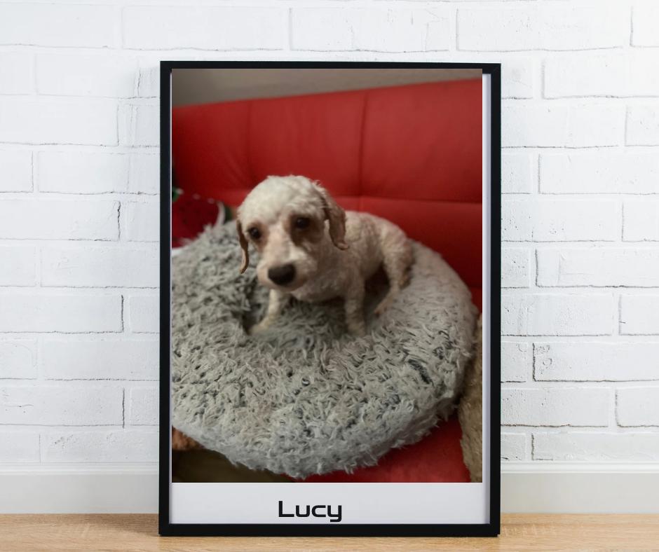 Lucy