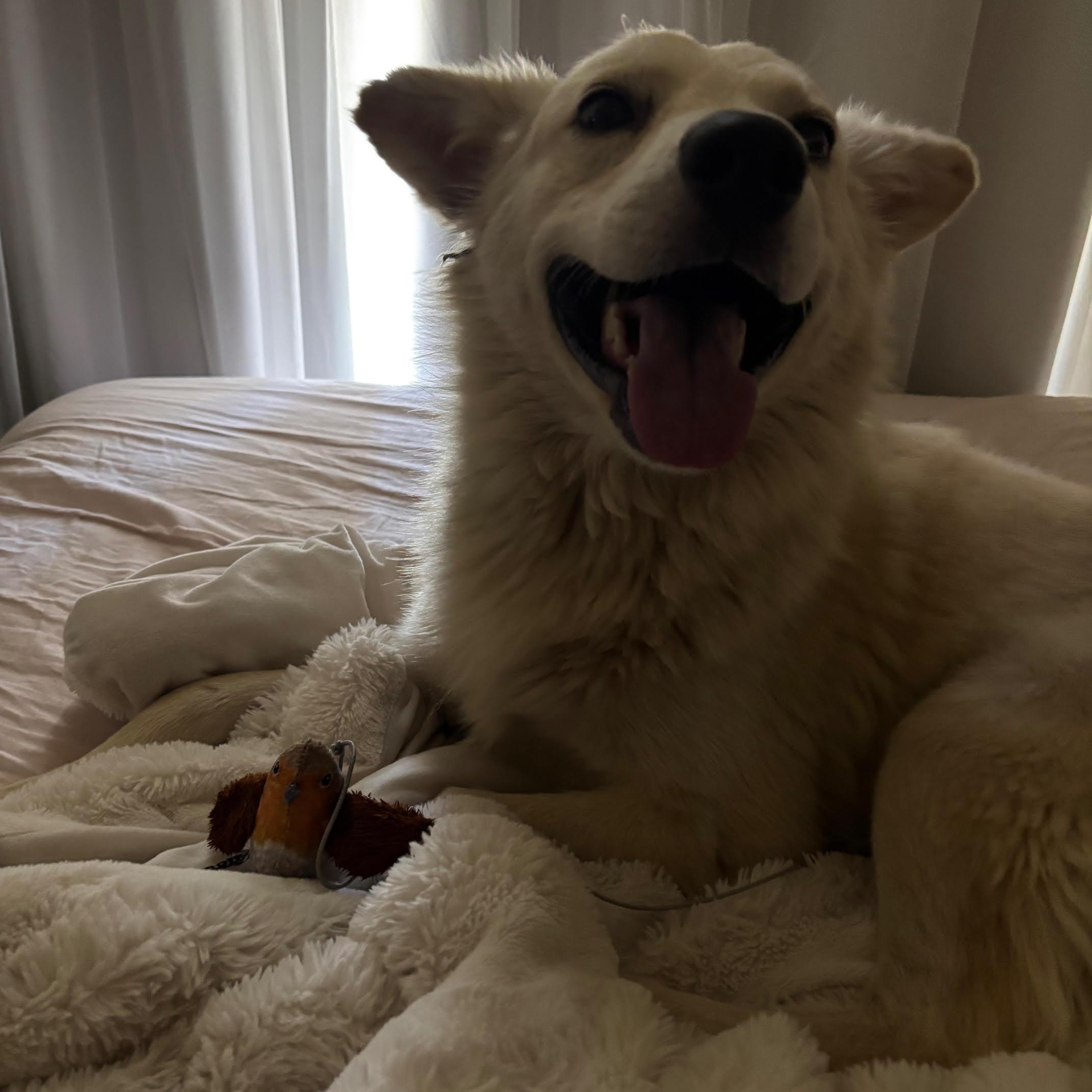 Enlarge Lobo, a Adopted mixed breed in Marina Del Rey, CA image 5/5