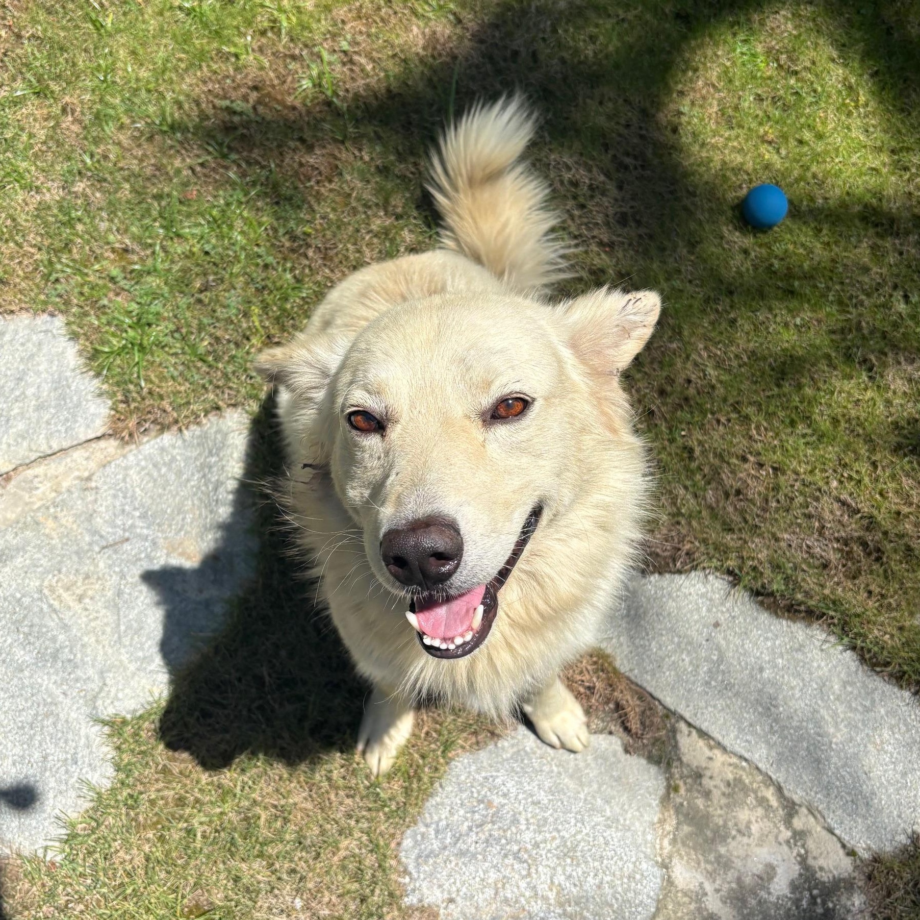 Enlarge Lobo, a Adopted mixed breed in Marina Del Rey, CA image 3/5