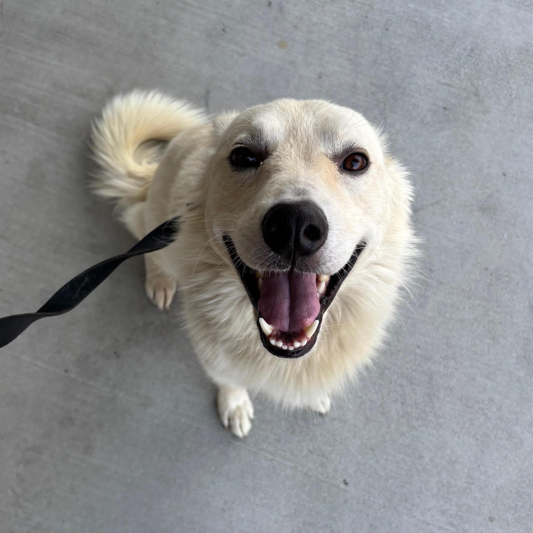 Enlarge Lobo, a Adopted mixed breed in Marina Del Rey, CA image 4/5
