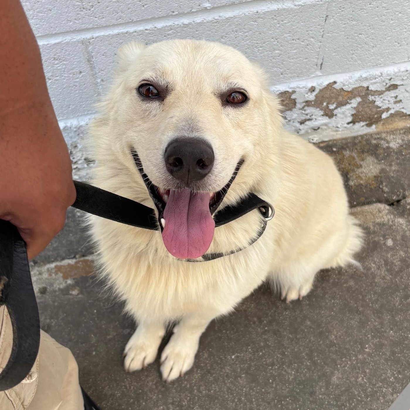 Enlarge Lobo, a Adopted mixed breed in Marina Del Rey, CA image 2/5