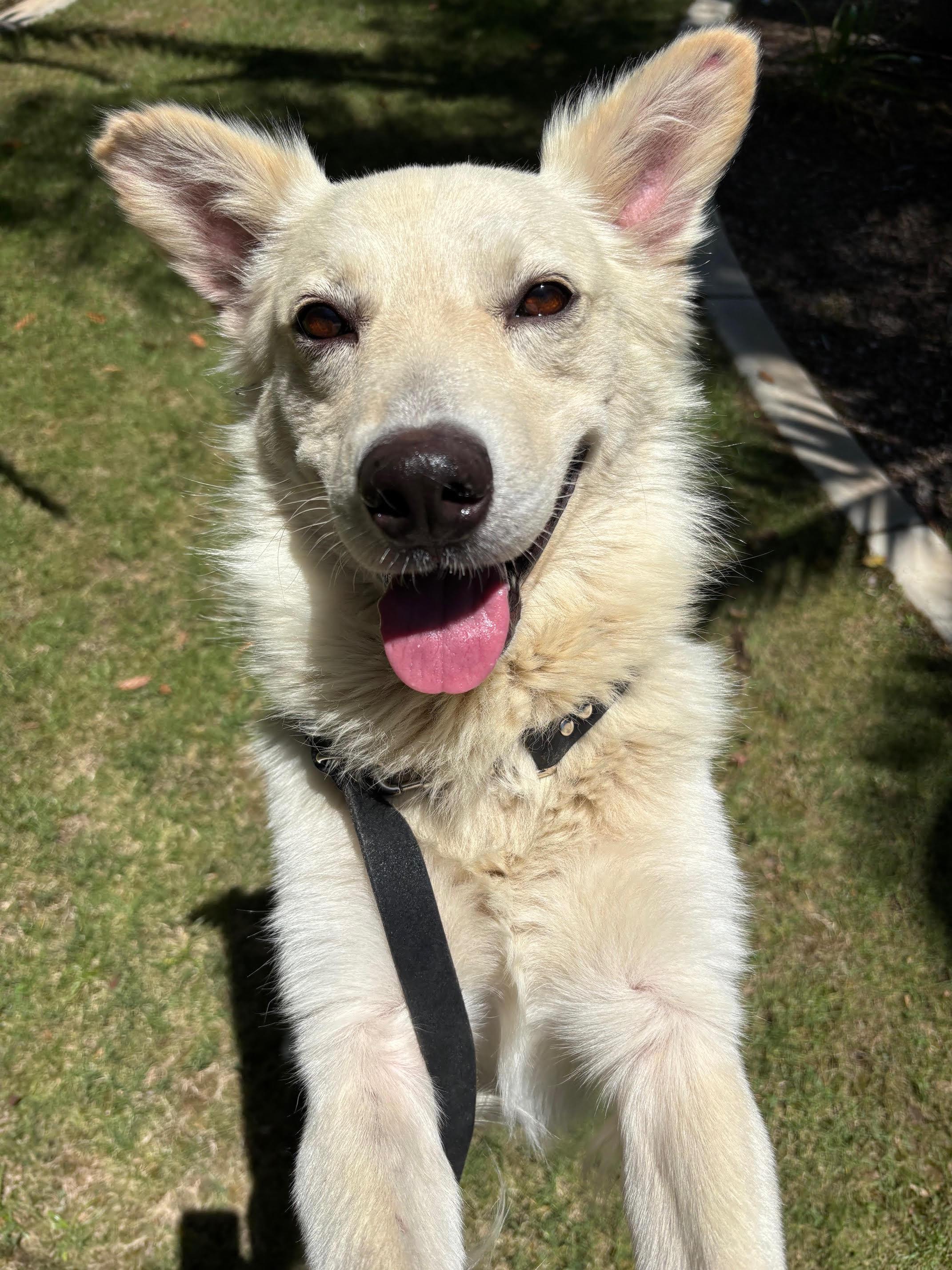 Lobo, Adopted, Adult Male Shepherd & Husky.