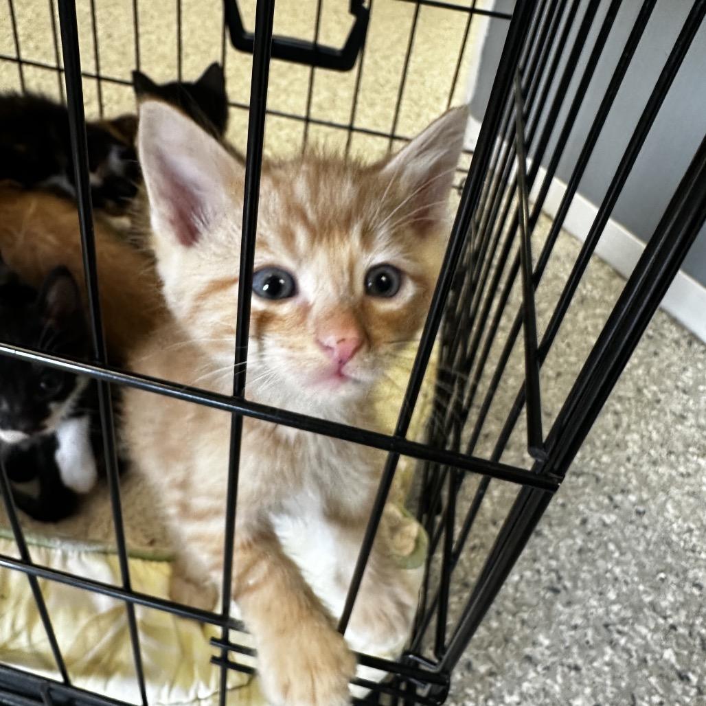 Oliver, Adoptable, Kitten Male Domestic Short Hair.