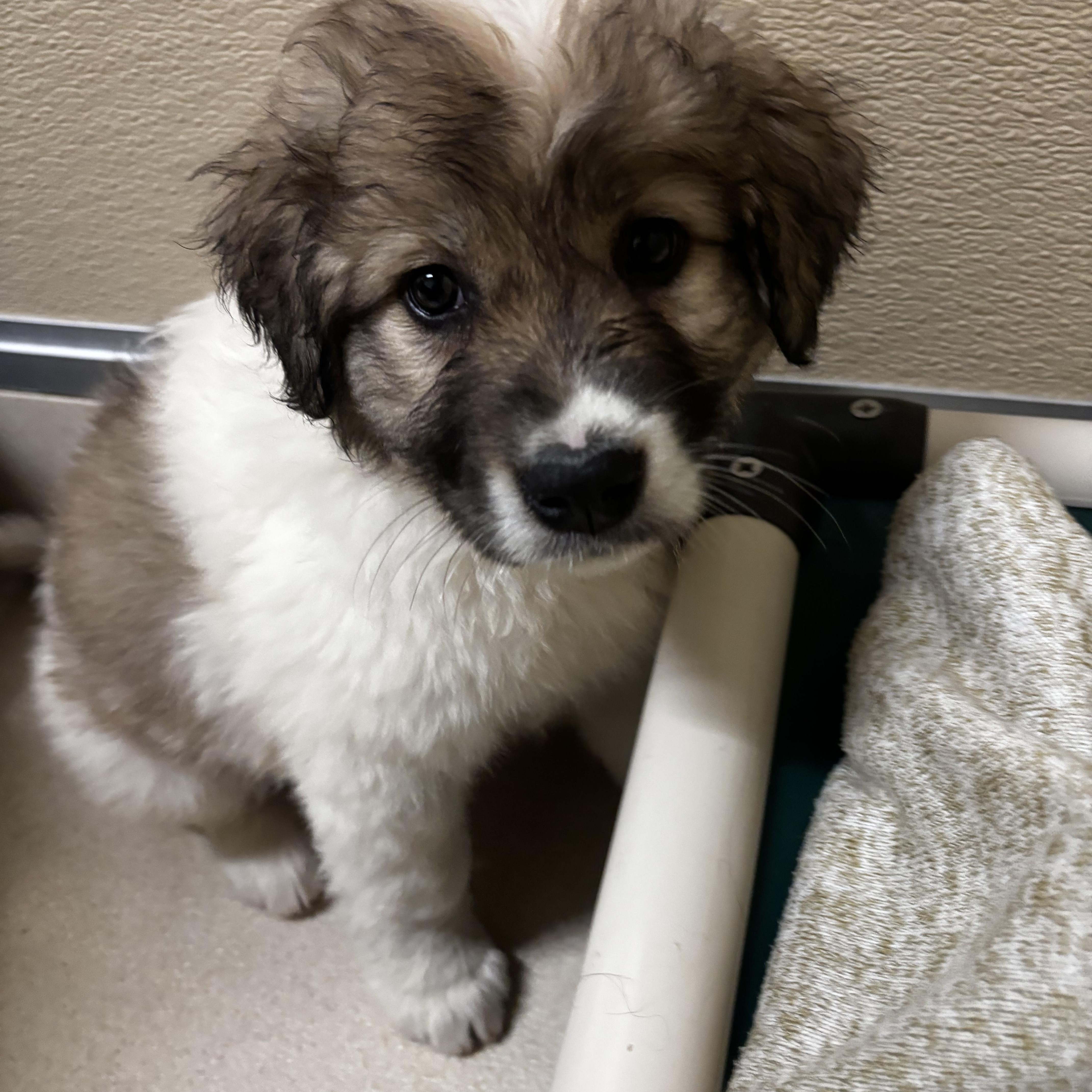Enlarge Sahara, an adopted Border Collie in Dodgeville, WI image 1/1